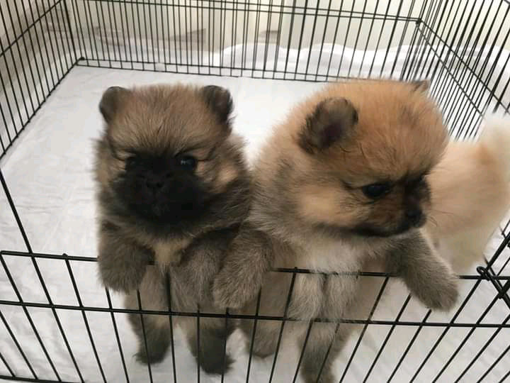 cardonald cat dog home website